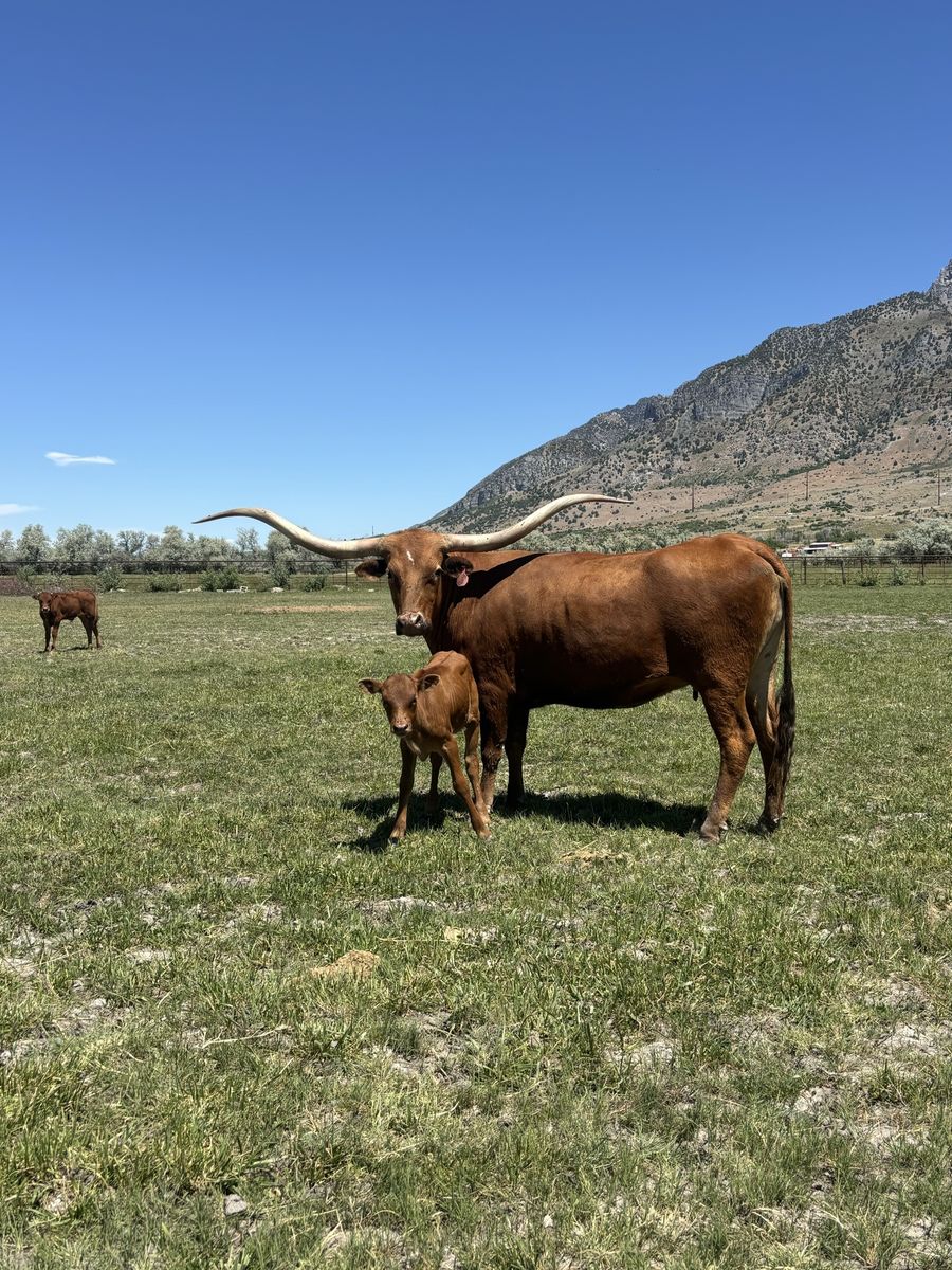 Registered Texas Longhorn Cow - Heifer