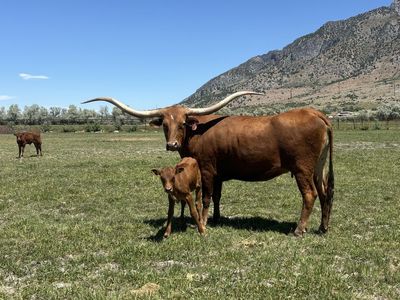 Registered Texas Longhorn Cow - Heifer
