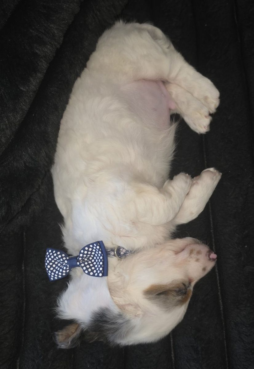 Dapple Piebald Mini Dachshund Puppy - Male, Blue Eyes, White/Grey/Brown