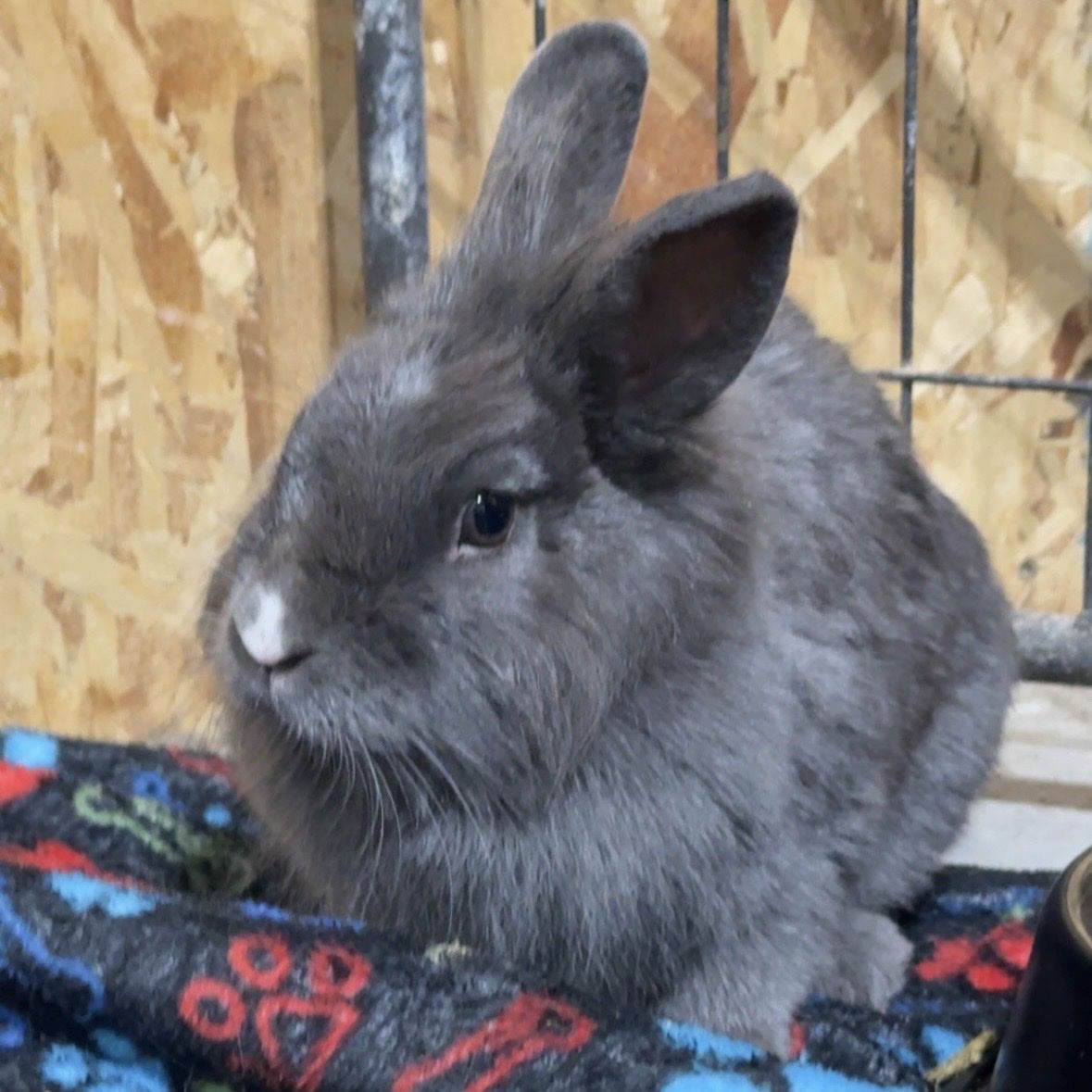 Bunny
