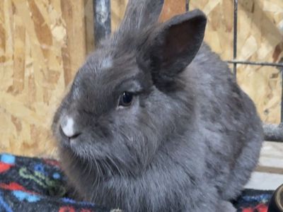 Bunny