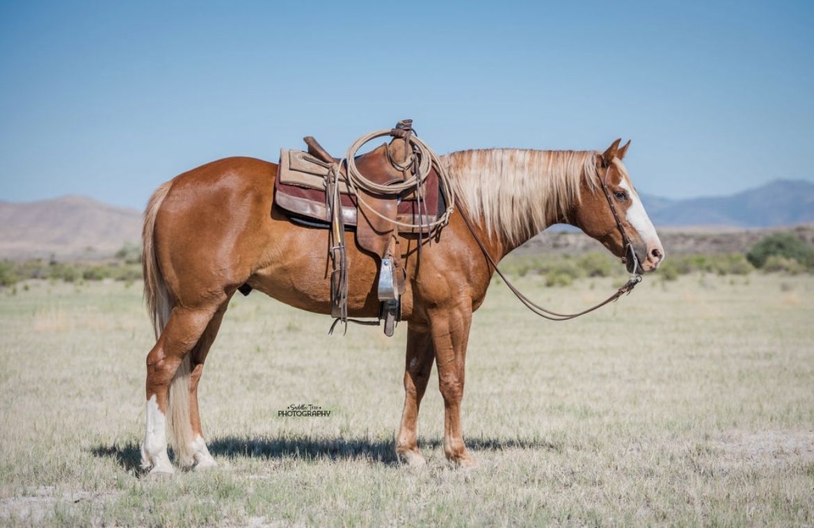 8 Year Old AQHA Gelding
