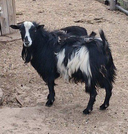 Fainting Silky Billy Goat
