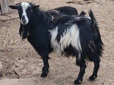 Fainting Silky Billy Goat