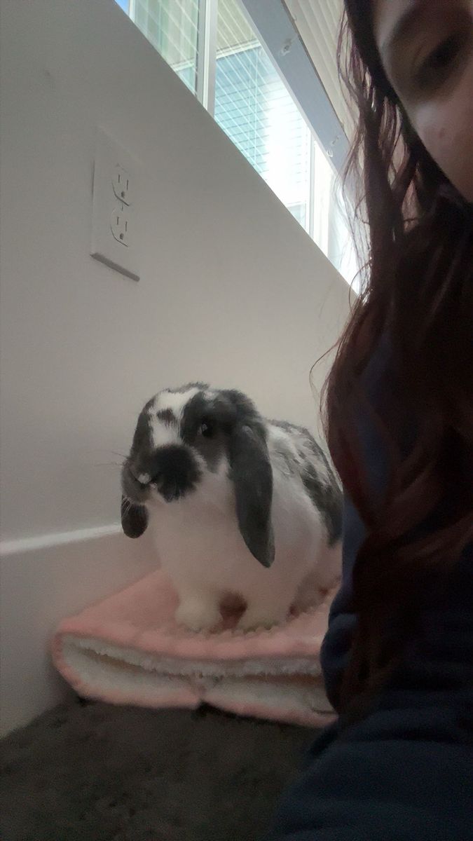 4 month old- holland lop bunny- doe