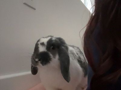 4 month old- holland lop bunny- doe