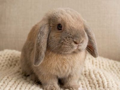 Purebred Holland Lop Baby Bunny Rabbit Buck