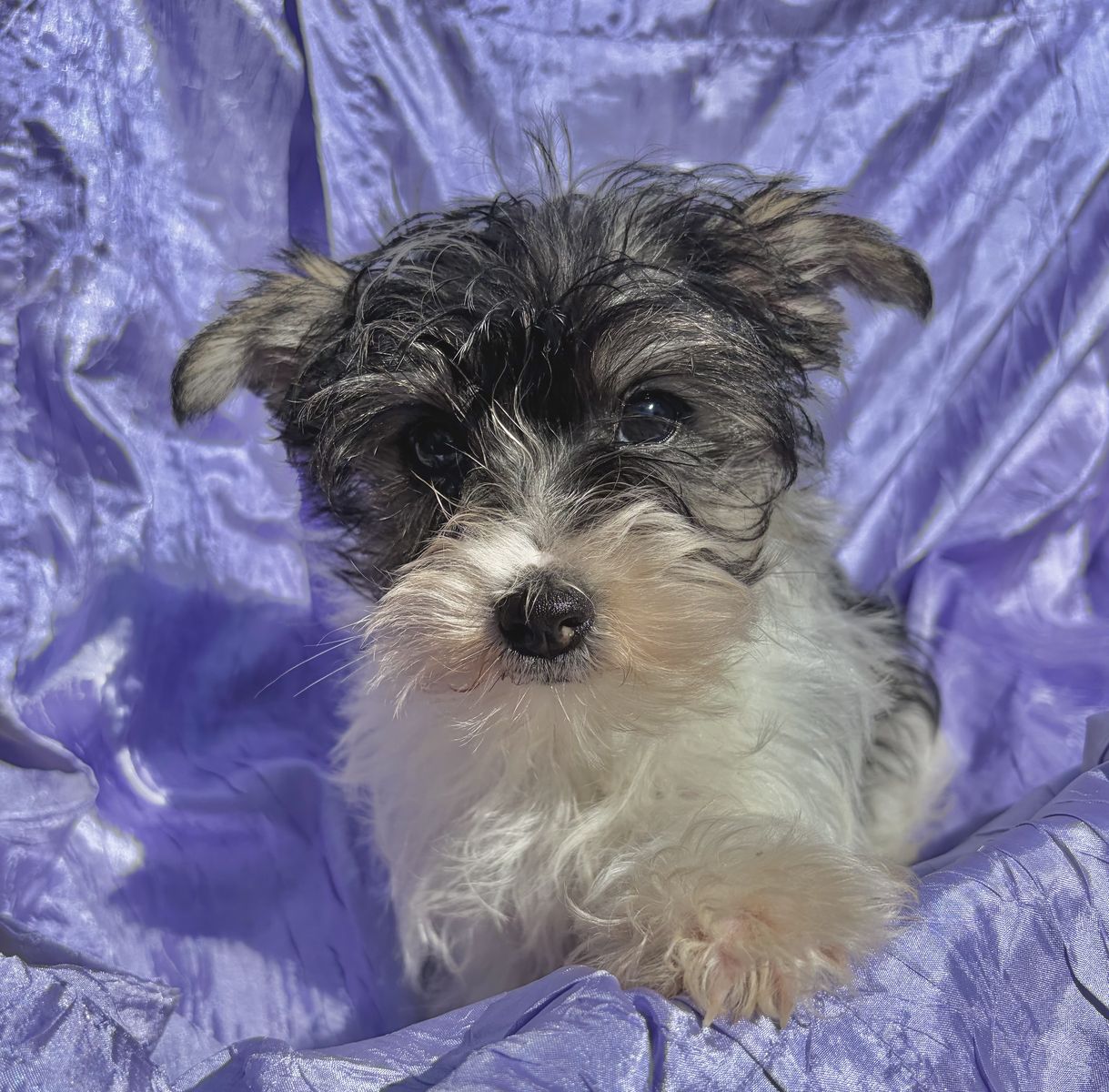 SCHNORKIE BABY GIRL YORKIE SCHNAUZER
