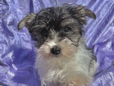 SCHNORKIE BABY GIRL YORKIE SCHNAUZER