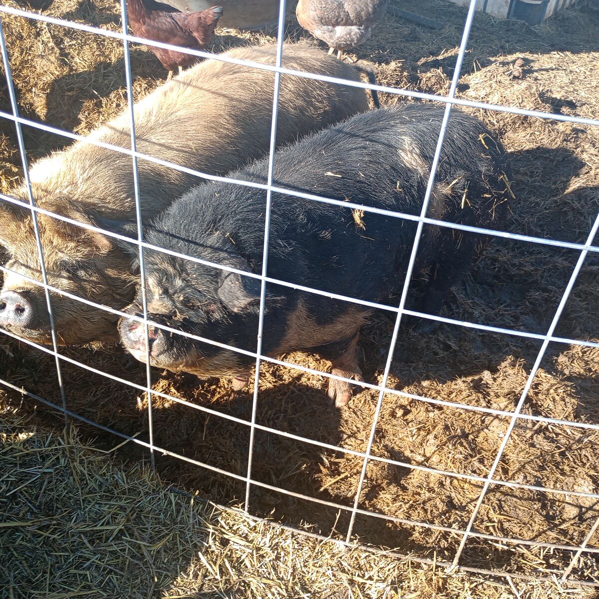 Proven Kune Kune Sow