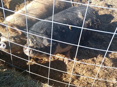 Proven Kune Kune Sow