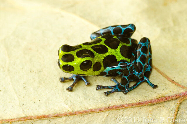 Dart Frog Tadpoles (Ranitomeya Variabilis 'Southern')