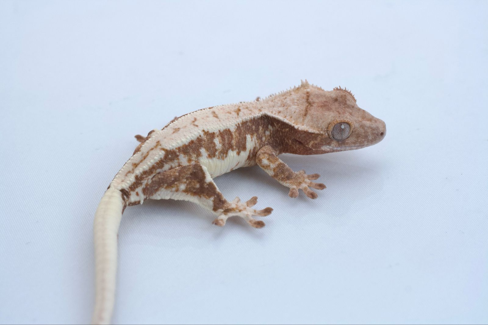 Main image 4