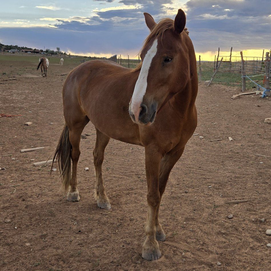 Sorrel Gelding
