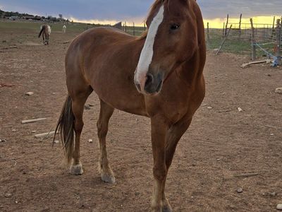 Sorrel Gelding