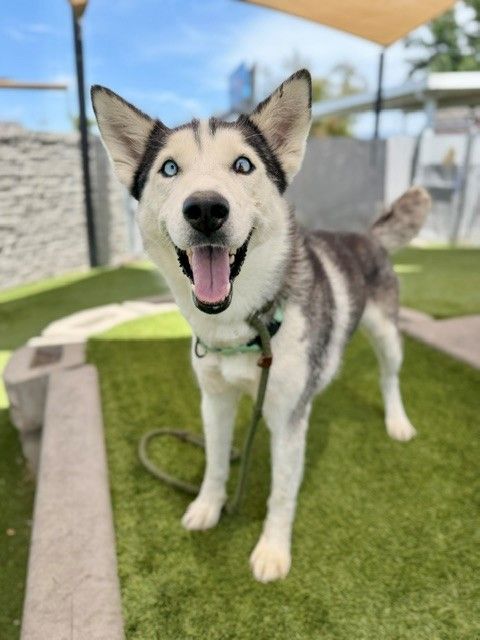 A164380 Janice, Available for Adoption