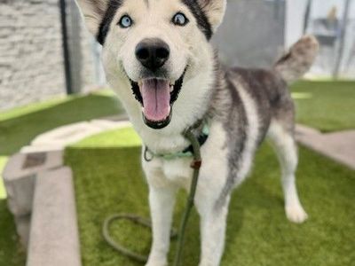 A164380 Janice, Available for Adoption