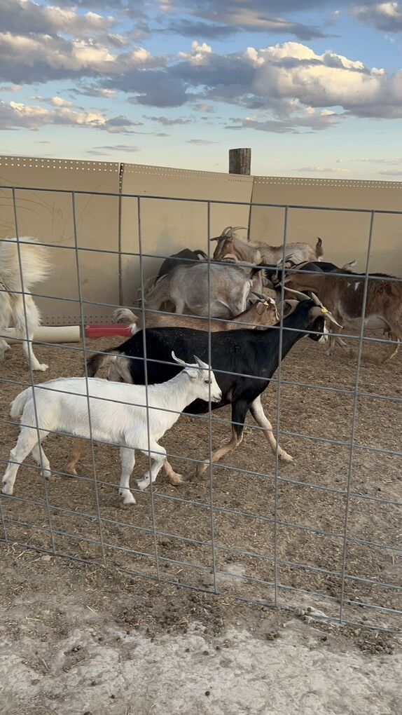 2025 100% kiko Doelings