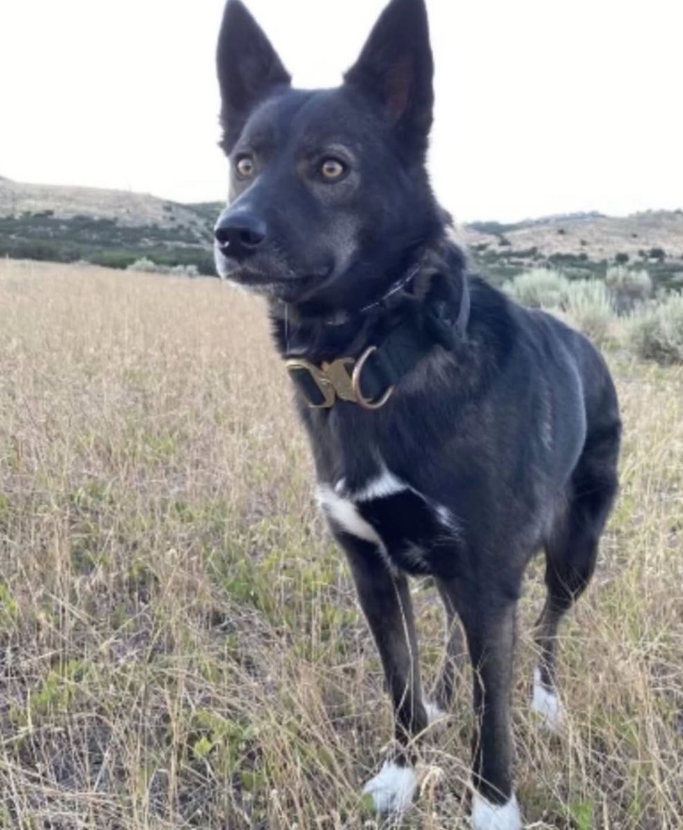 Free Dog to good home .