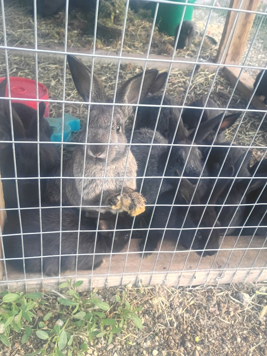 Rabbits