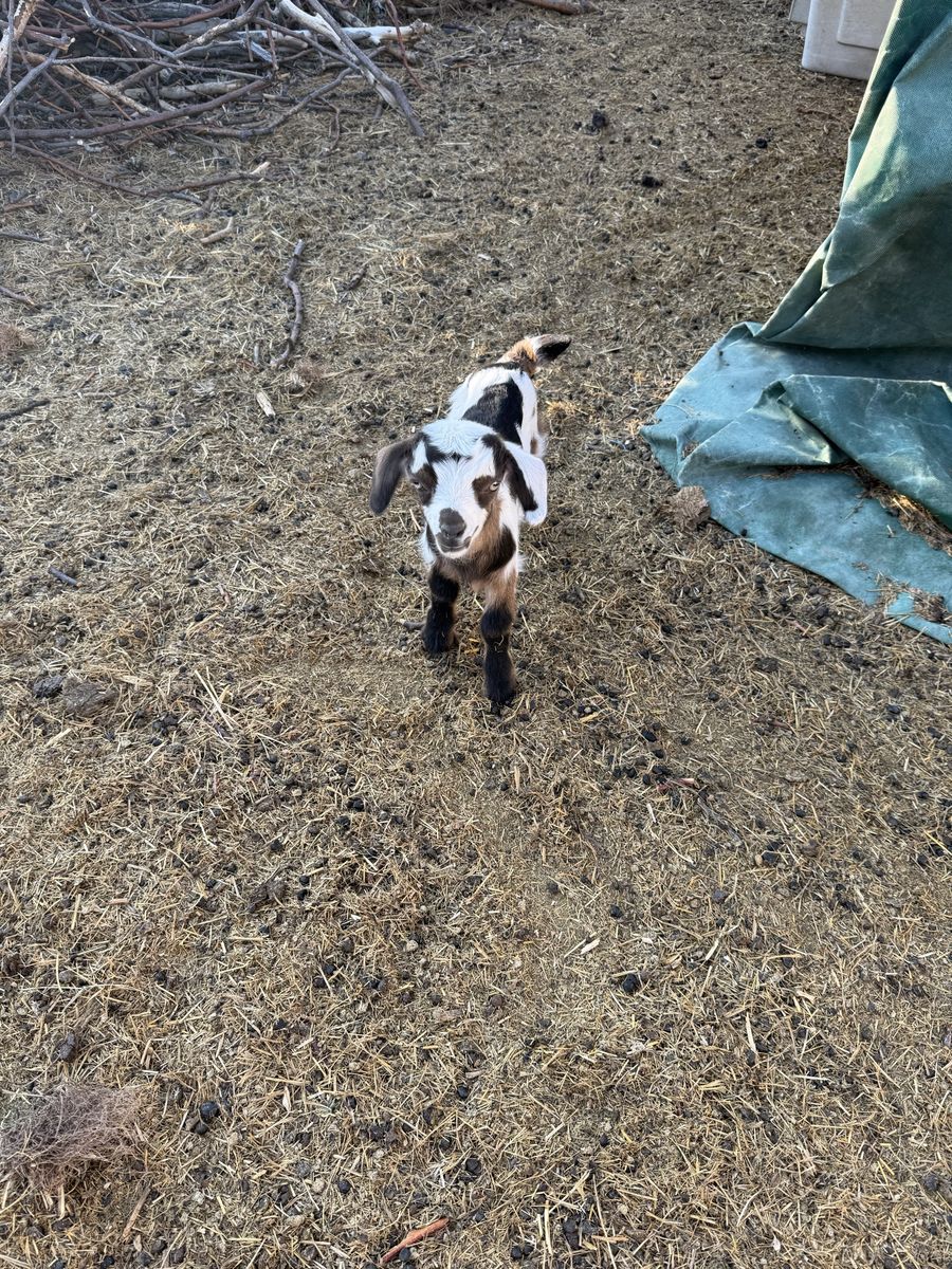 Baby fainting goats for sale