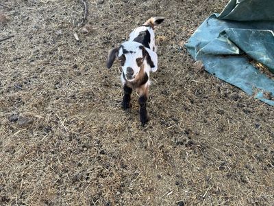 Baby fainting goats for sale
