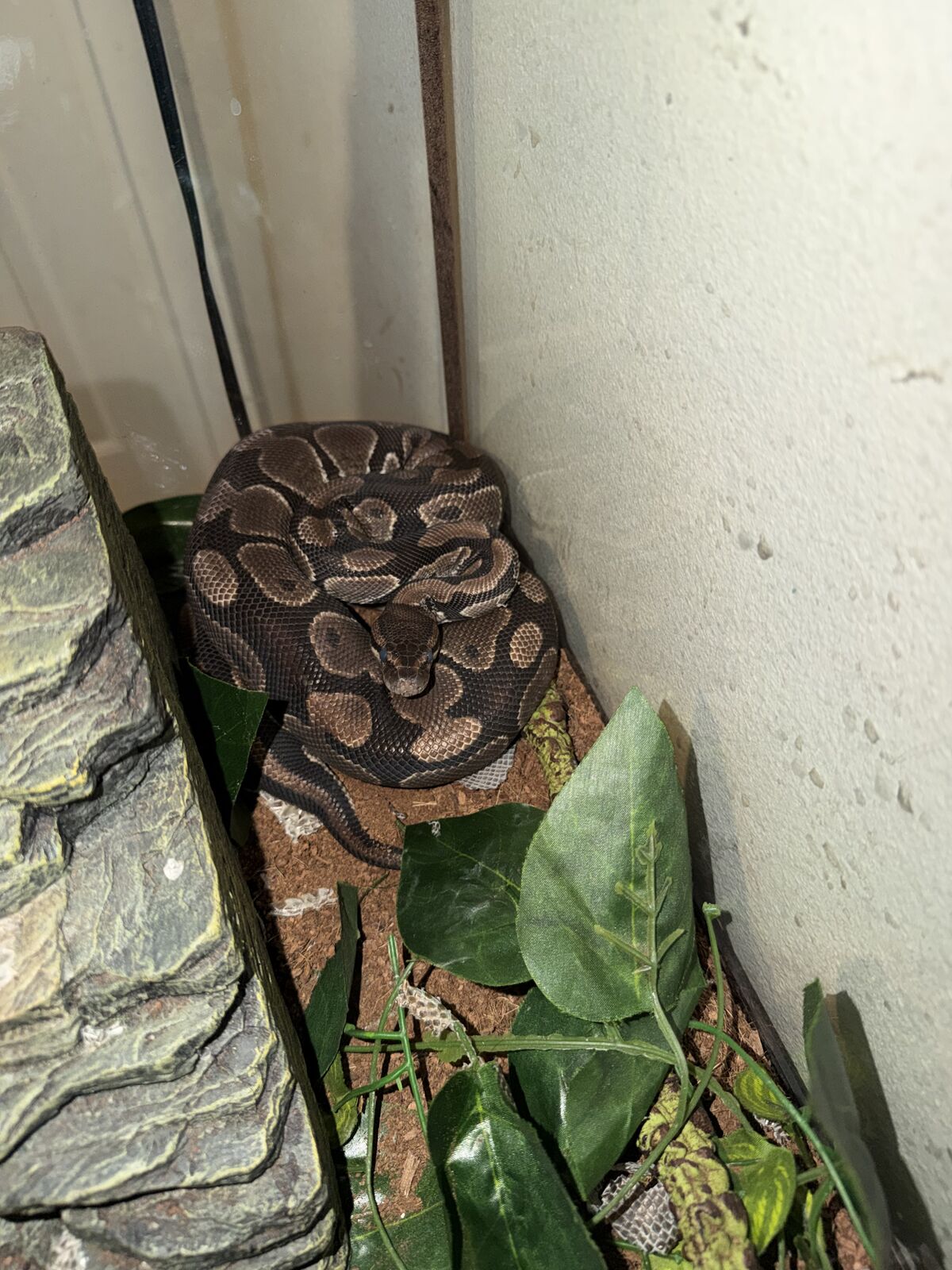 Female Ball Python + 40 Gallon Tank & Full Setup