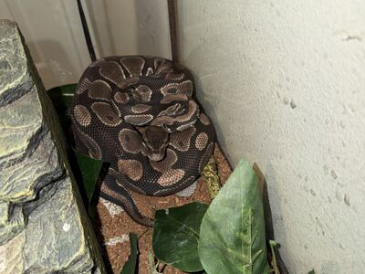 Female Ball Python + 40 Gallon Tank & Full Setup