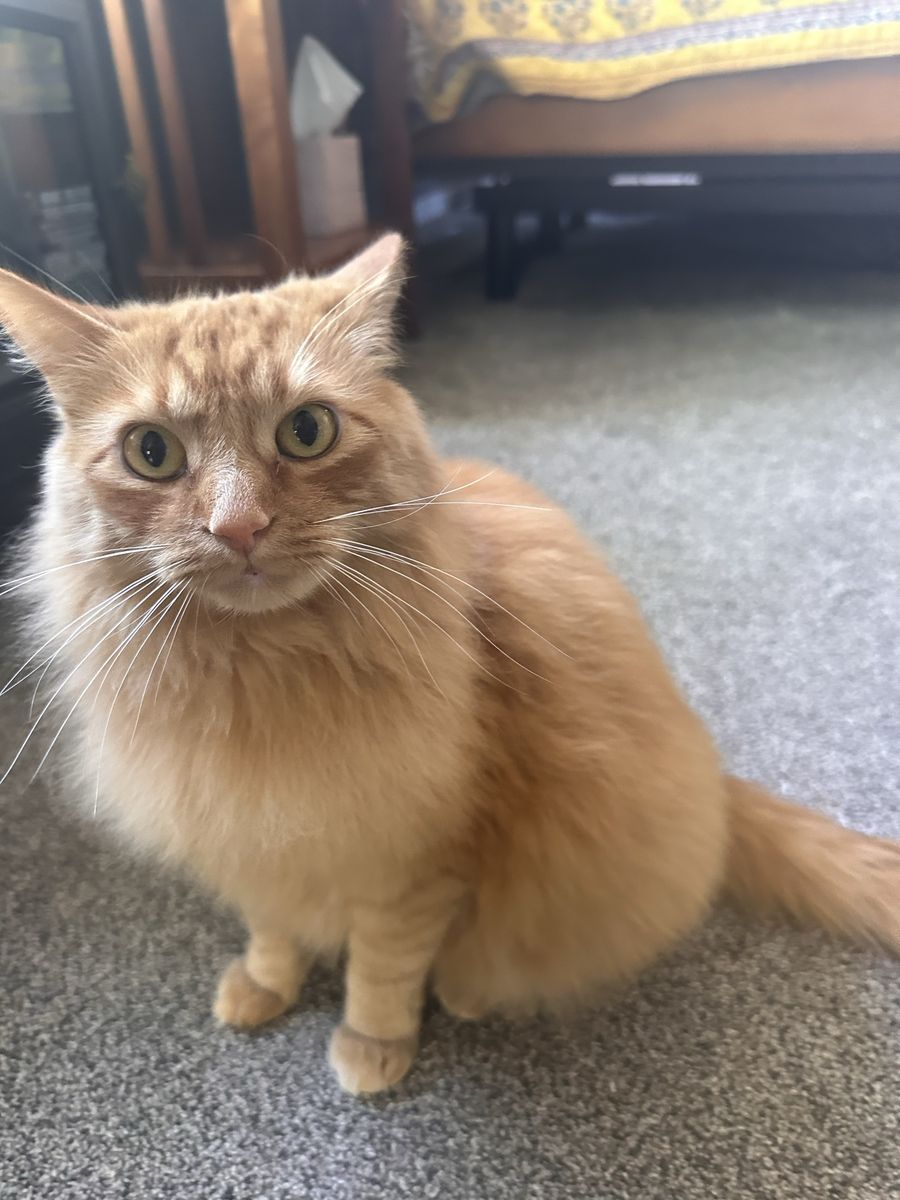 Sweet 2-Year-Old Female Orange Tabby Cat Seeking Loving Home - Affectionate & Cuddly Companion