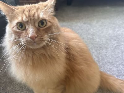 Sweet 2-Year-Old Female Orange Tabby Cat Seeking Loving Home - Affectionate & Cuddly Companion