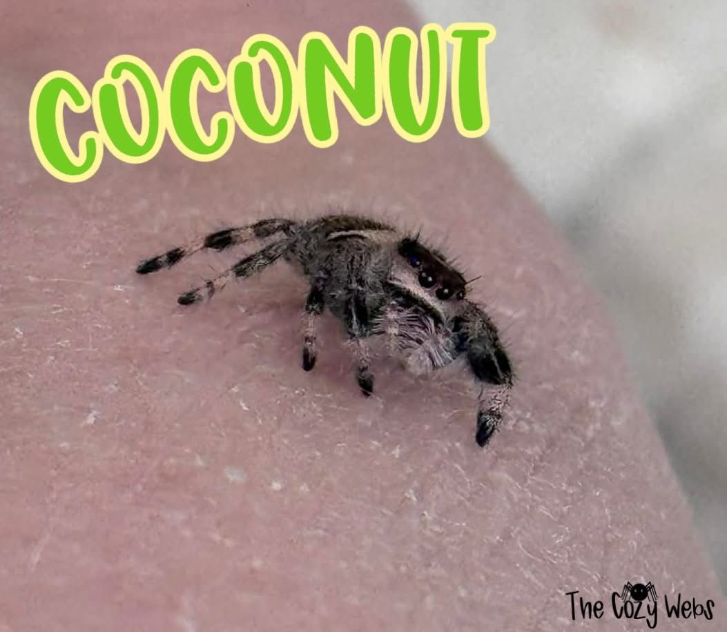 Juvenile Regal Jumping Spider