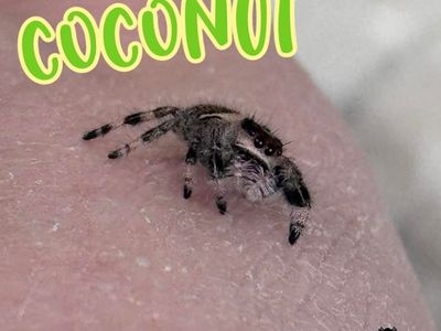 Juvenile Regal Jumping Spider