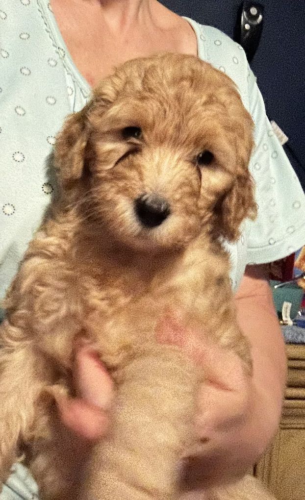 Golden Doodles Ready To Come Home