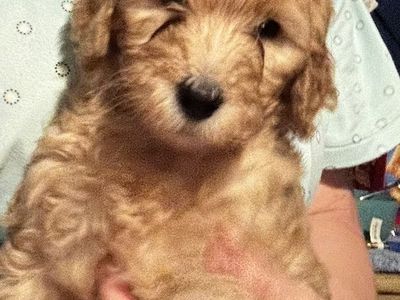 Golden Doodles Ready To Come Home