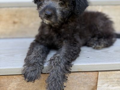 Darling Toy Maltipoo/poodle Mix Puppy