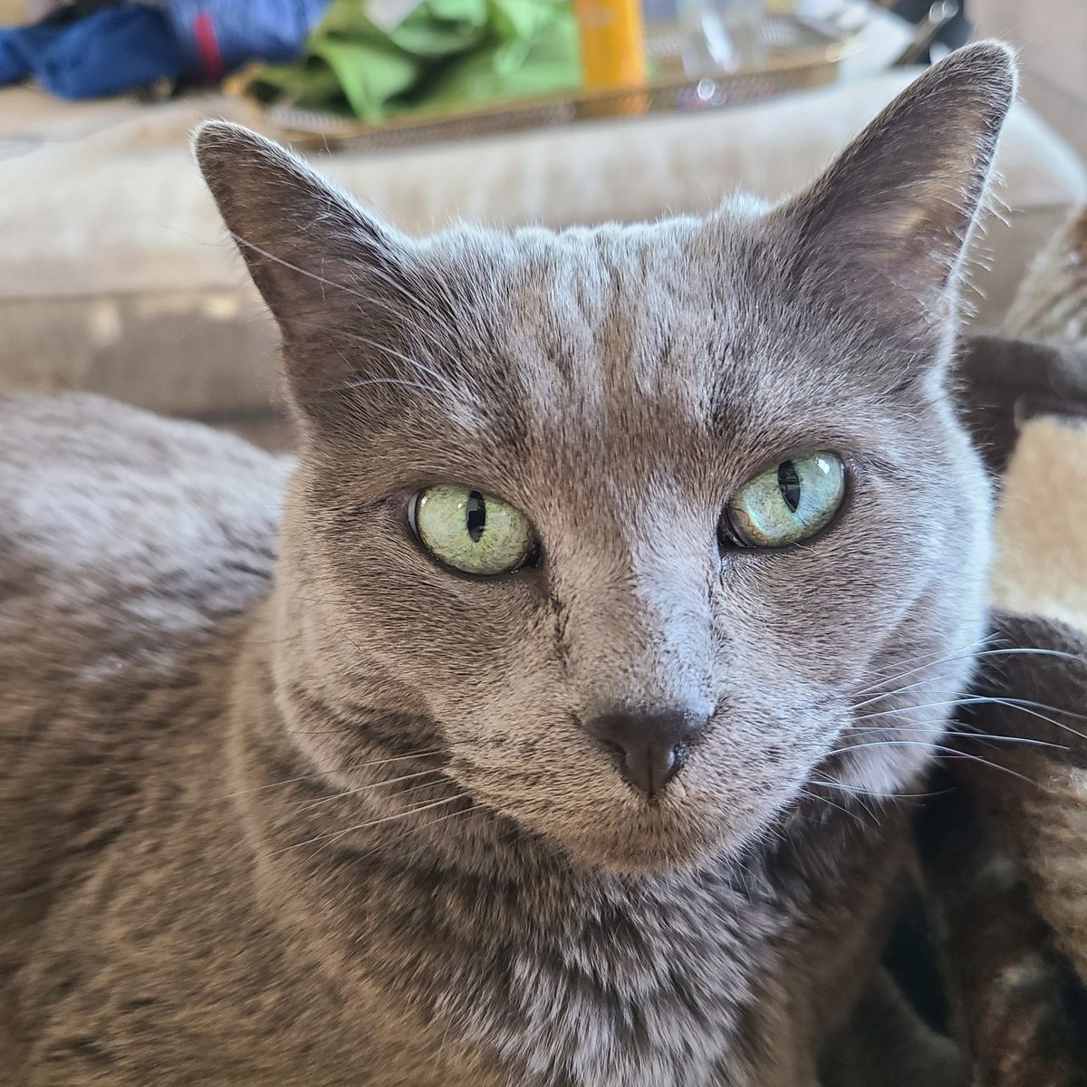 Lost grey cat