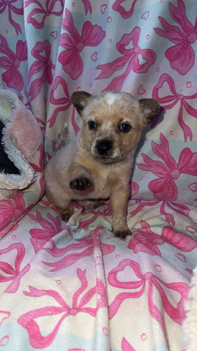 Blue/red heelers