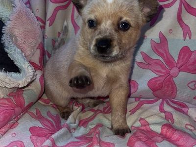 Blue/red heelers