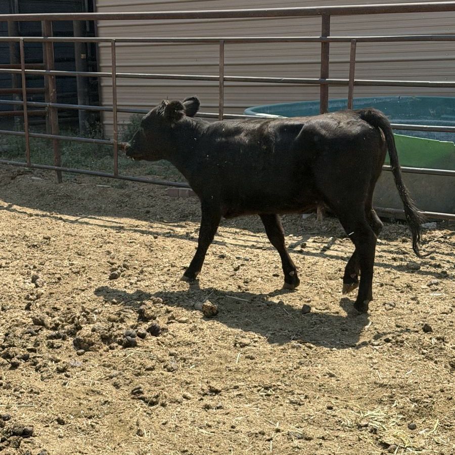 Black heifer calf /415