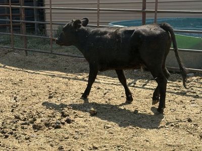 Black heifer calf /415