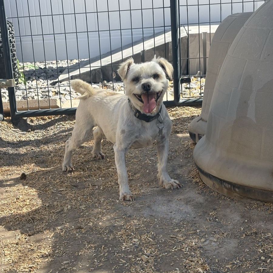 Maltese/Schnauzer