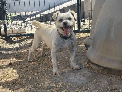 Maltese/Schnauzer