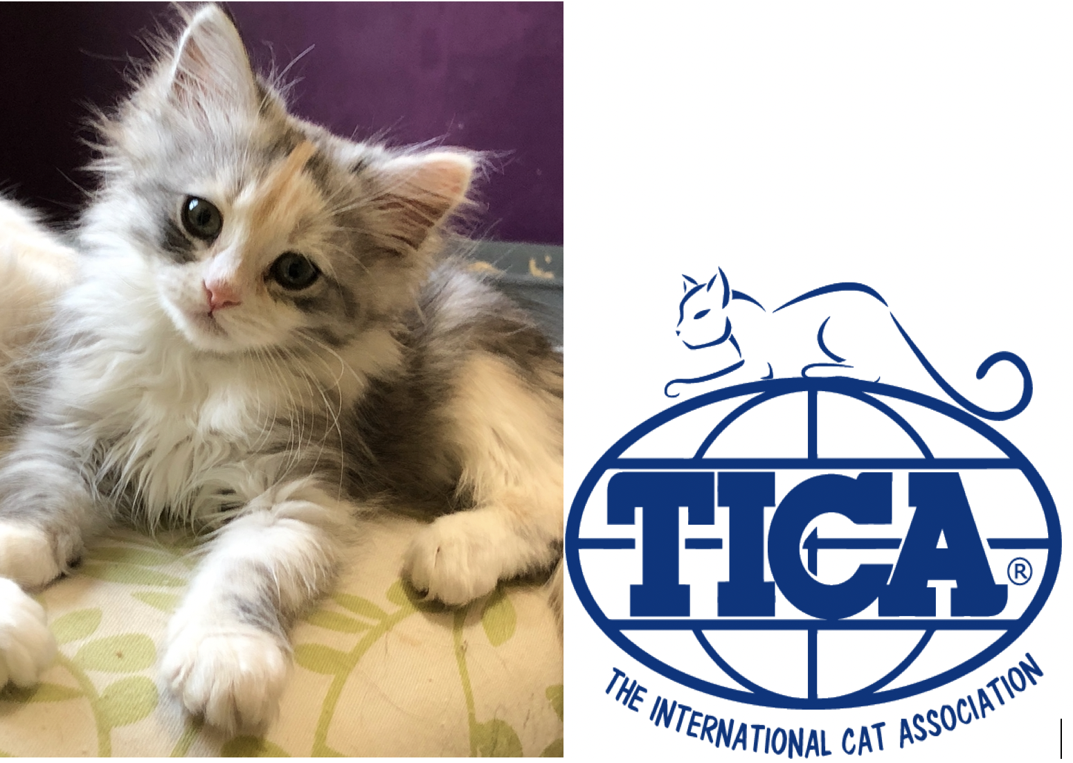 HYPOALLERGENIC SIBERIAN KITTENS! RESERVE FOR OCTOBER - DECEMBER! TICA REGISTERED!