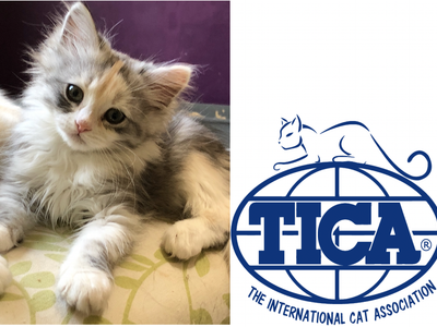 HYPOALLERGENIC SIBERIAN KITTENS! RESERVE FOR OCTOBER - DECEMBER! TICA REGISTERED!