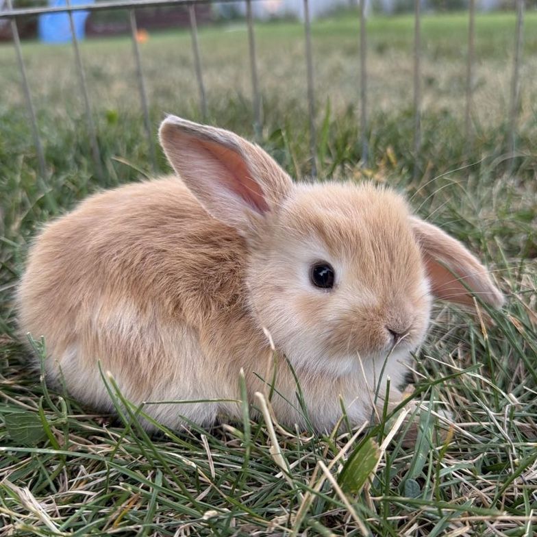 Purebred Holland Lop