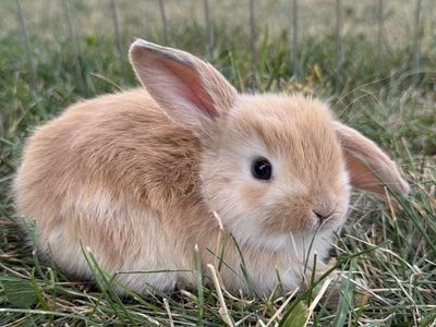 Purebred Holland Lop
