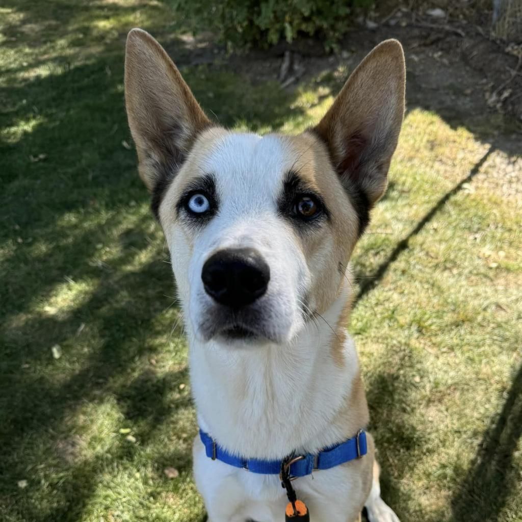 Hello my name is Barley