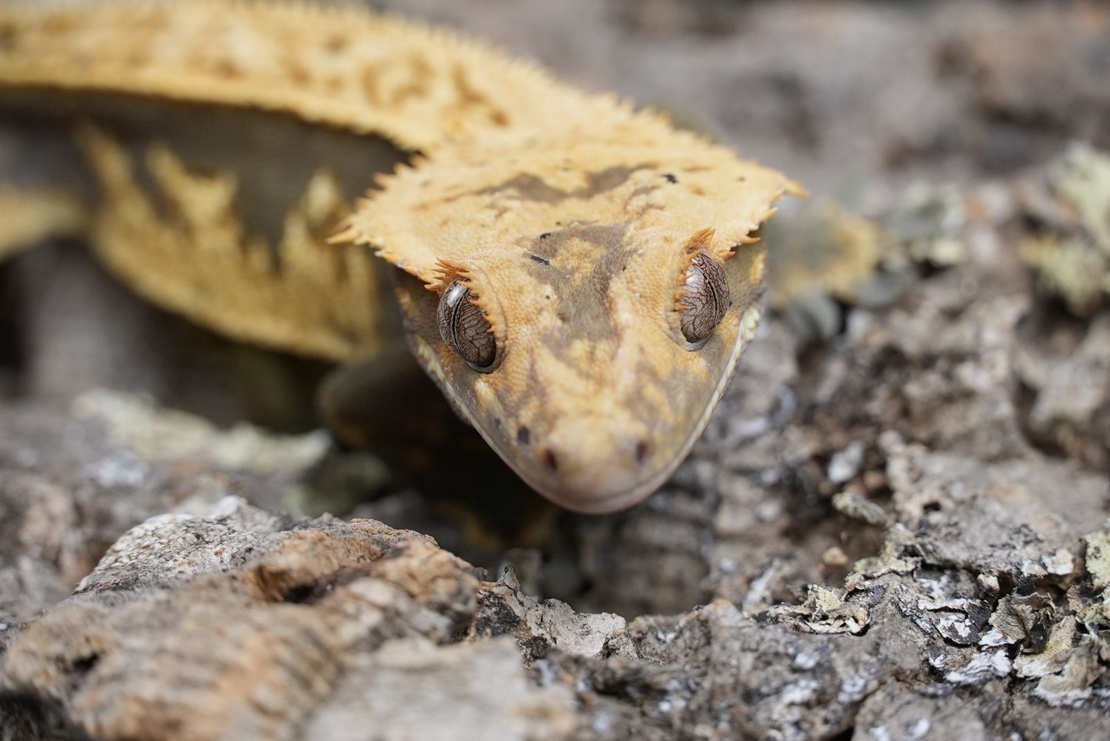 Wonton (proven male)