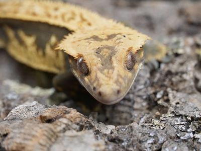 Wonton (proven male)