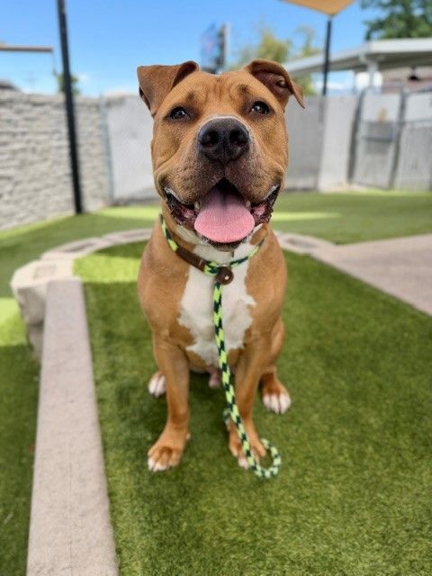 A163734  Scooby, Available for Adoption